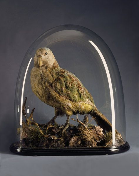 A Very Rare Mounted Specimen of the Extraordinary New Zealand Kakapo ( Strigops Haroptilus ).